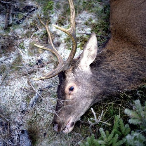 Comprar Plan Your Scape al mejor precio