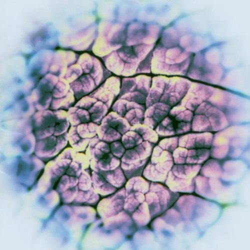 Comprar Automatisme Psychique al mejor precio