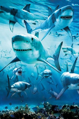 Comprar GB Eye Ltd, Shark, Infested, Maxi Poster al mejor precio