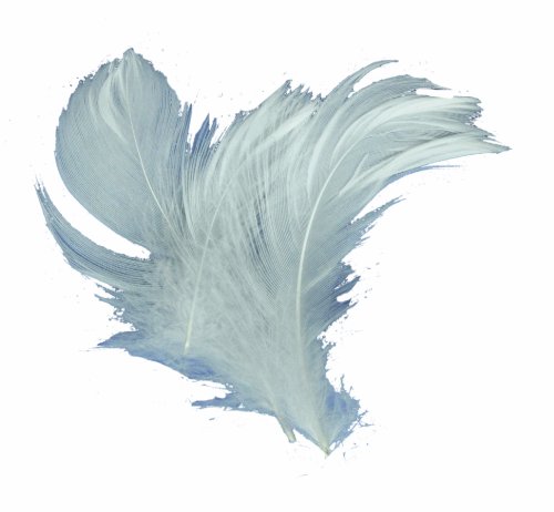 Comprar Pequeñas plumas blancas al mejor precio